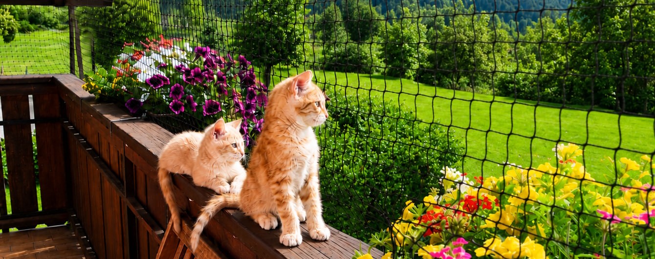 Cat Safety Net