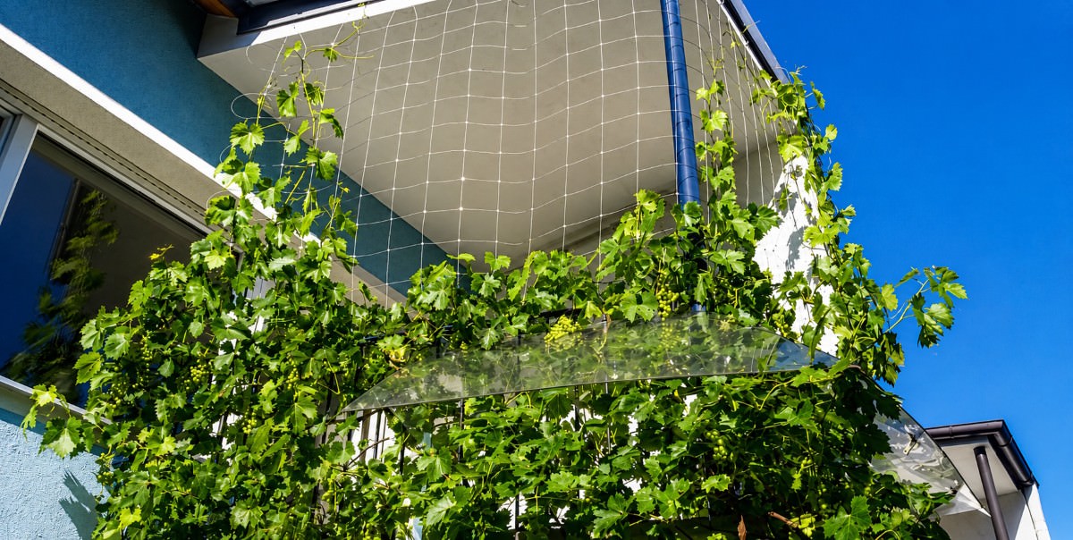 Climbing Plant Nets