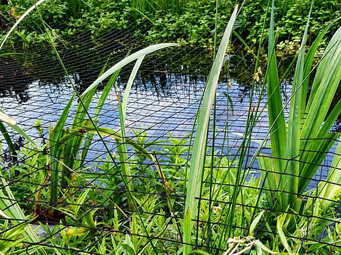 Heron Protection Net