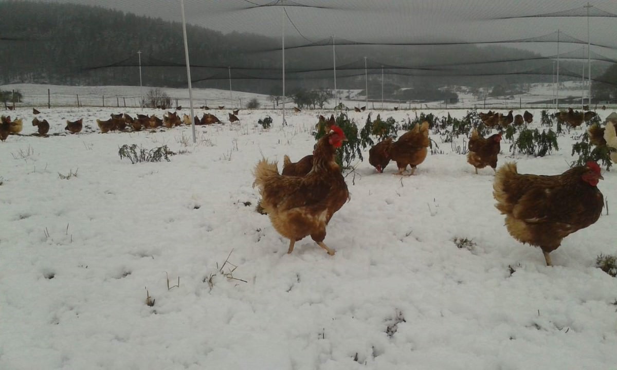 Aviary Netting