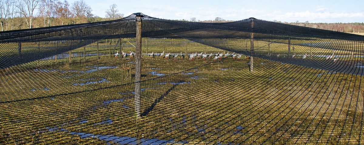 Aviary Netting