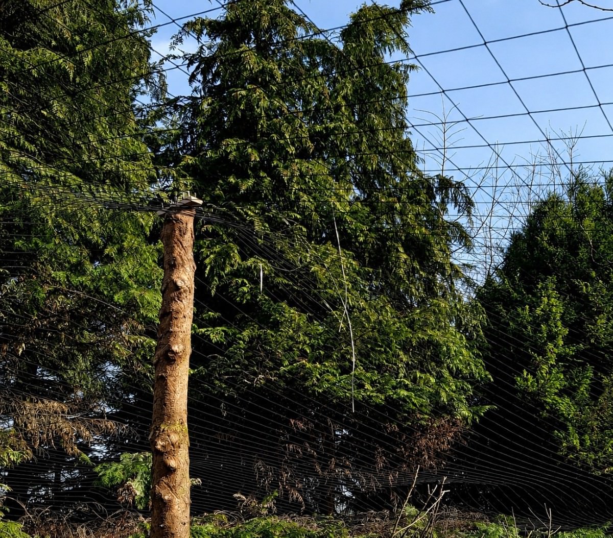 Aviary Netting